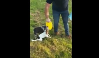 フリスビーで愛犬たちと遊ぼうと思ったら予想外に展開になった！