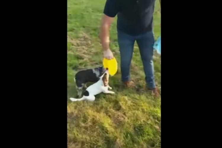 フリスビーで愛犬たちと遊ぼうと思ったら予想外に展開になった！