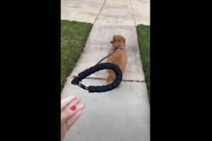 「はなしちゃダメだよ〜〜」愛犬と散歩中の飼い主さんが、その手のリードをはなしてみると・・・。そのまま歩いていくのかと思いきや・・・