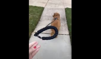 「はなしちゃダメだよ〜〜」愛犬と散歩中の飼い主さんが、その手のリードをはなしてみると・・・。そのまま歩いていくのかと思いきや・・・