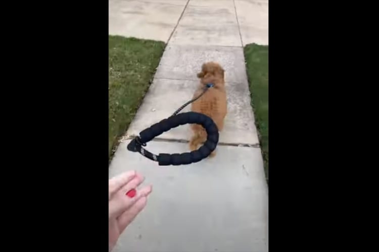 「はなしちゃダメだよ〜〜」愛犬と散歩中の飼い主さんが、その手のリードをはなしてみると・・・。そのまま歩いていくのかと思いきや・・・