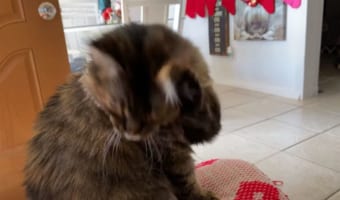 コツン、コツンと自分の頭をたたく猫。なにかのアピールのようですが・・・いったい何をしてもらいたいの？？