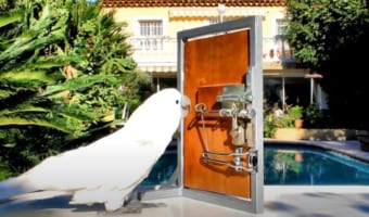 賢すぎる！順番で操作しないと開かない三段階の鍵がかかったドアを、オウムがなんと見事に開いたのです！！