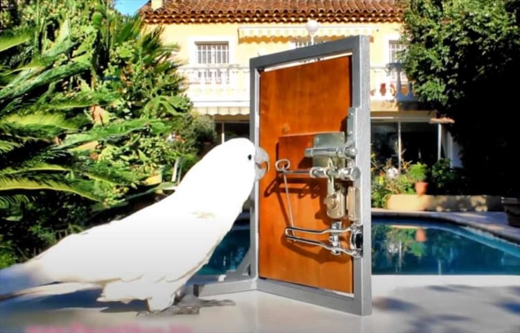 賢すぎる！順番で操作しないと開かない三段階の鍵がかかったドアを、オウムがなんと見事に開いたのです！！