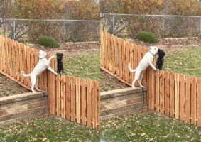 柵なんかじゃこの友情は阻めない！お隣さんと柵越しに友情をはぐくむ愛犬なのでした