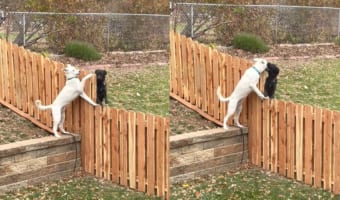 柵なんかじゃこの友情は阻めない！お隣さんと柵越しに友情をはぐくむ愛犬なのでした