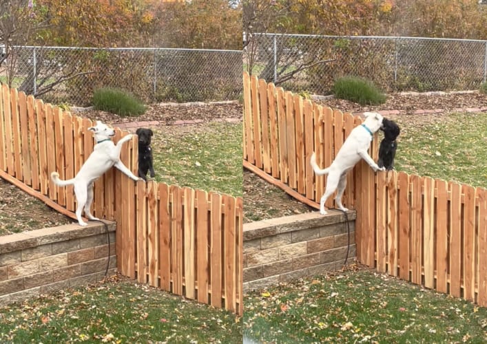 柵なんかじゃこの友情は阻めない！お隣さんと柵越しに友情をはぐくむ愛犬なのでした