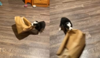 うれしそうにグルグル回る~。飼い主さんから奪った紙袋をオモチャにするオーストラリアン・シェパードがとても楽しそう!!