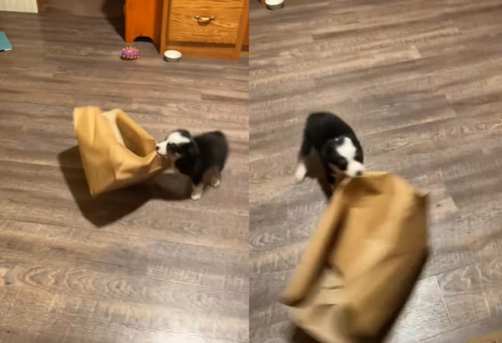 うれしそうにグルグル回る～。飼い主さんから奪った紙袋をオモチャにするオーストラリアン・シェパードがとても楽しそう！！