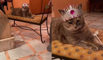 その姿もその態度も！あなたが正に猫の女王です！！