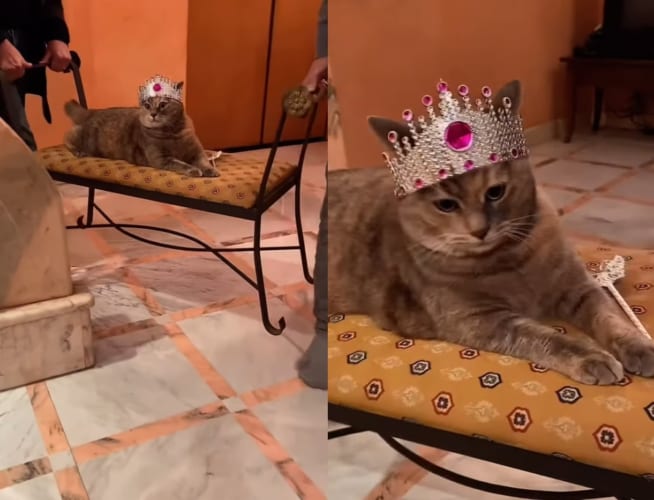 その姿もその態度も！あなたが正に猫の女王です！！