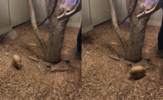 ぐるぐるぐるぐる。木の周りを駆け回るのは・・・、アルマジロの赤ちゃん！！