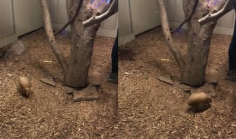ぐるぐるぐるぐる。木の周りを駆け回るのは・・・、アルマジロの赤ちゃん!!