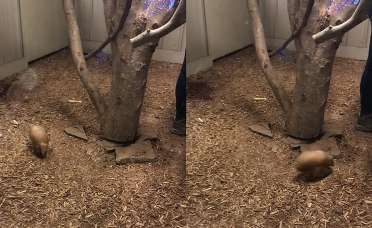 ぐるぐるぐるぐる。木の周りを駆け回るのは・・・、アルマジロの赤ちゃん！！