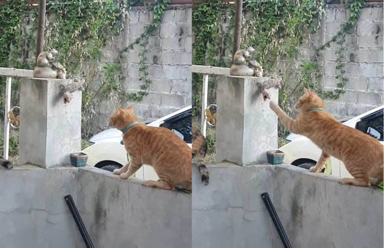 「これ以上は進ませニャい！」お家にやって来た侵入者を迎え撃つ猫たち。はたして果敢な猫パンチで侵入を阻止できるのか！？