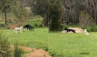 子犬と楽しそうに追いかけっこをする子羊。もしかして自分の事を犬だと思っている？