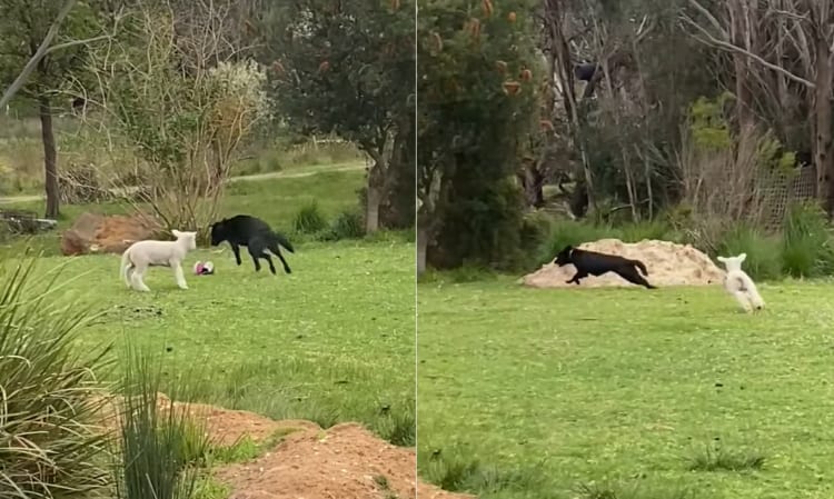 子犬と楽しそうに追いかけっこをする子羊。もしかして自分の事を犬だと思っている？
