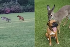ボクサー犬の新しいお友達はなんと『野生のシカ』！おいかけっこをしたり毛繕いをして楽しい時間を過ごすのでした