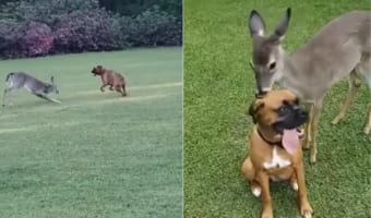 ボクサー犬の新しいお友達はなんと『野生のシカ』！おいかけっこをしたり毛繕いをして楽しい時間を過ごすのでした