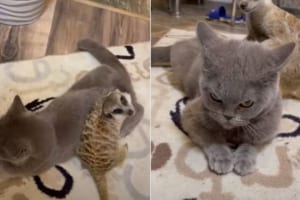 ミーアキャットの高速マッサージが気持ちいいのかな？リラックスした様子でマッサージにすっかり身をゆだねる猫