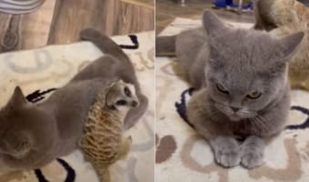 ミーアキャットの高速マッサージが気持ちいいのかな?リラックスした様子でマッサージにすっかり身をゆだねる猫