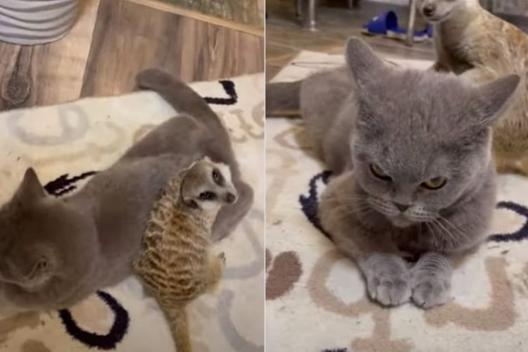 ミーアキャットの高速マッサージが気持ちいいのかな？リラックスした様子でマッサージにすっかり身をゆだねる猫