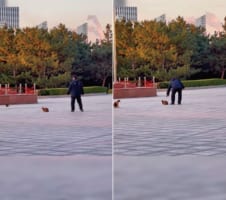 そろり・・・そろりと。猫をナデナデしたいので気付かれないようにゆっくり近付くこの人物。果たして猫を撫でられるのか！！