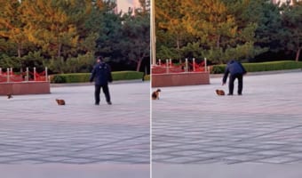 そろり・・・そろりと。猫をナデナデしたいので気付かれないようにゆっくり近付くこの人物。果たして猫を撫でられるのか!!