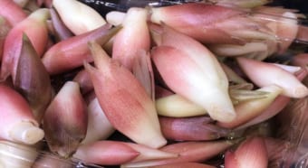 薬味の定番「ミョウガ」には花は咲く？その花言葉は？？旬はいつ？その名前の由来は？？