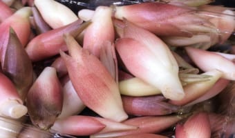 薬味の定番「ミョウガ」には花は咲く？その花言葉は？？旬はいつ？その名前の由来は？？