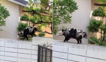 お母さんがんばる!背中に5匹の赤ちゃんを乗せ、塀の上を移動していくオポッサム