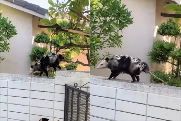 お母さんがんばる！背中に5匹の赤ちゃんを乗せ、塀の上を移動していくオポッサム