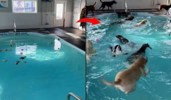 みんな楽しそう！ドアが開いた瞬間、プールに飛び込んだり泳いだり・・・。思い思いにプールを堪能する犬たち