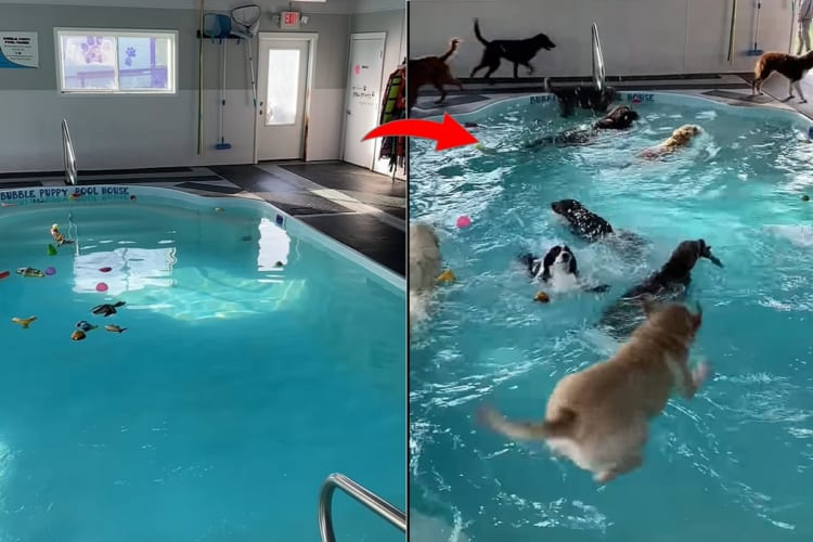 みんな楽しそう！ドアが開いた瞬間、プールに飛び込んだり泳いだり・・・。思い思いにプールを堪能する犬たち