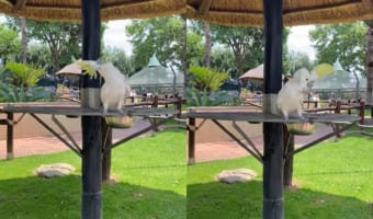 頭の振り方がイカしてる!ロックなヘドバンを披露する大型オウムのキバタン