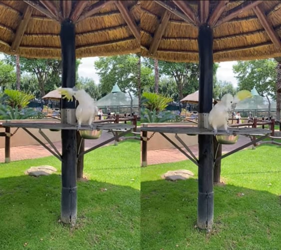 頭の振り方がイカしてる！ロックなヘドバンを披露する大型オウムのキバタン