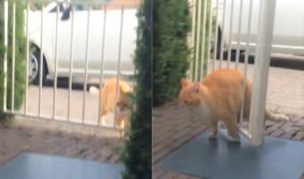 前よりポチャったのかな?柵の隙間をすり抜けて行こうとした猫でしたが、お尻がつかえていることに気付かず・・・