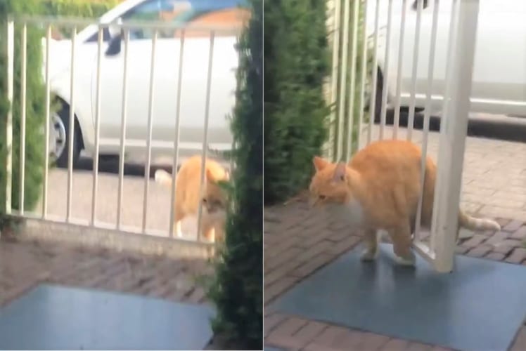 前よりポチャったのかな？柵の隙間をすり抜けて行こうとした猫でしたが、お尻がつかえていることに気付かず・・・