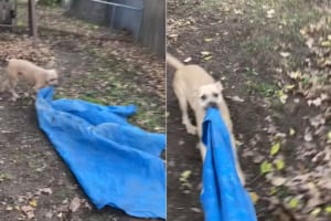 「これは渡さないワン！」子犬が飼い主さんから奪ってオモチャにしたのは・・・、なんとブルーシートでした！！