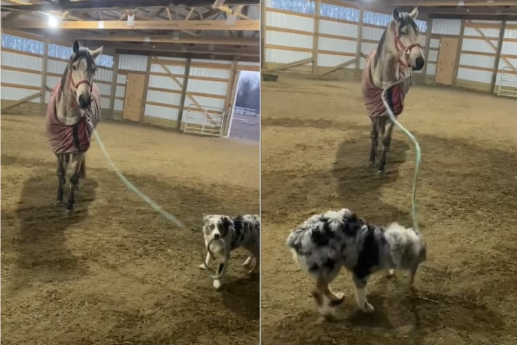 飼い主さんのお手伝い！体の大きな馬の誘導を買って出たのは、まだ生後6ヶ月というオーストラリアン・シェパードの子犬でした