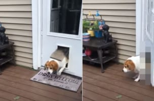 ペットドアを使い外出しようとした犬。ところが以前より成長したからか、思わぬハプニングが・・・