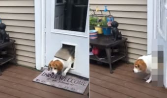ペットドアを使い外出しようとした犬。ところが以前より成長したからか、思わぬハプニングが・・・