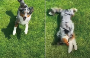 超演技派！銃で撃たれたフリがうまい犬が見せる倒れ方に、絶妙にリアルさがある！！