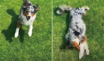 超演技派！銃で撃たれたフリがうまい犬が見せる倒れ方に、絶妙にリアルさがある！！