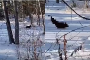 わざと？それとも事故？？全力で雪の上を走るフレンチブルドッグ。この後の行動がアクシデントのようだけど、なんだか楽しんでるみたい？