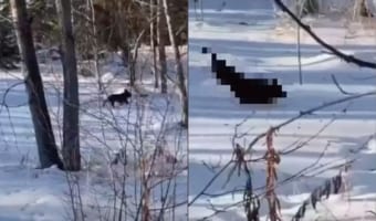 わざと？それとも事故？？全力で雪の上を走るフレンチブルドッグ。この後の行動がアクシデントのようだけど、なんだか楽しんでるみたい？