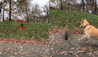 斜面を駆け下りる犬が・・・、まさかの転倒?!?!?しかしその後は、さすがの身体能力を発揮してリカバーしました!!