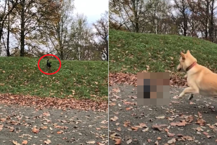 斜面を駆け下りる犬が・・・、まさかの転倒？！？！？しかしその後は、さすがの身体能力を発揮してリカバーしました！！