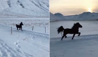 雪原を駆ける黒駒のアイスランド・ホース。その姿が絵になりすぎている