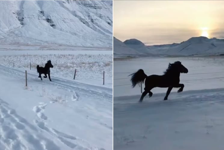 雪原を駆ける黒駒のアイスランド・ホース。その姿が絵になりすぎている